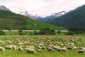 Discover New Zealand with Reuthers Motorcycle Tours