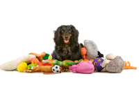 Quality assurance services help market pet products with confidence.