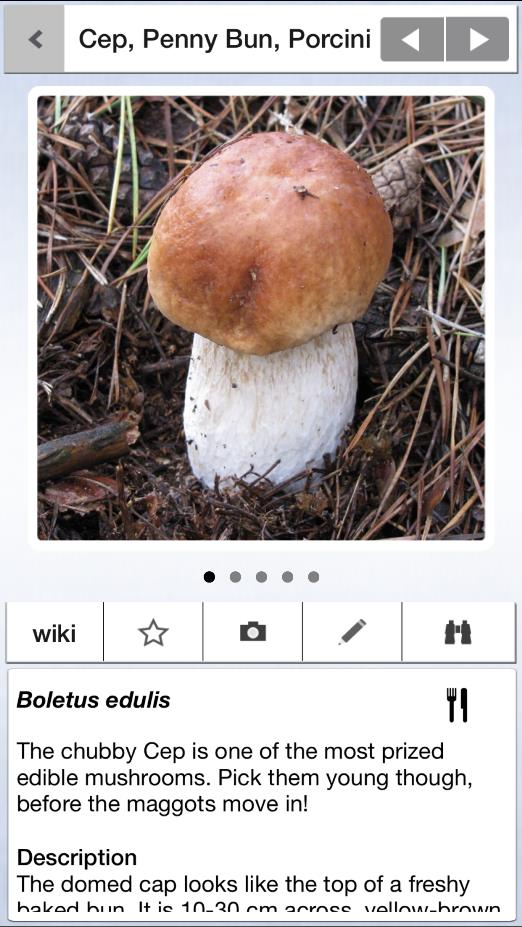 Penny Bun or Cep