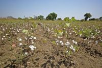Organic fair-trade cotton-field Cotonea, Uganda