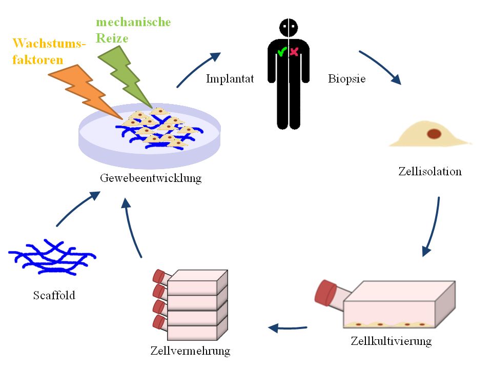 tissue engineering tissue engineering