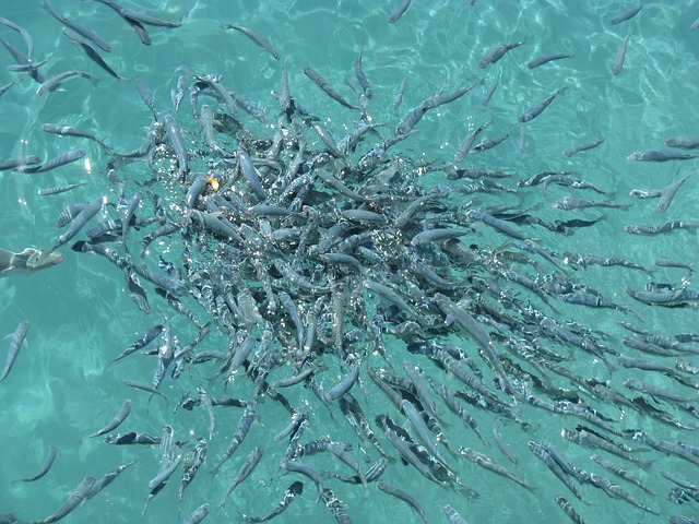 aquafeed