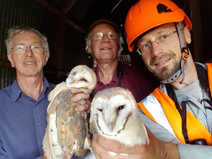 Barn owl
