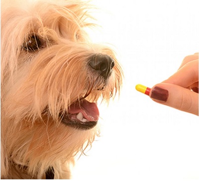 pet dietary supplements market