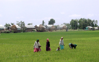 A study by Tractebel helps to secure livelihoods of small farmers in Bangladesh, India and Nepal A study by Tractebel helps to secure livelihoods of small farmers in Bangladesh, India and Nepal