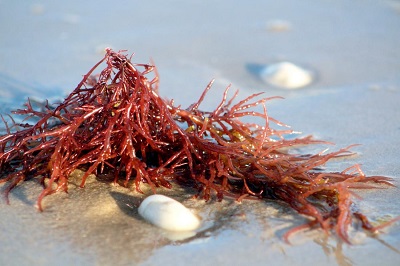 Carrageenan Market