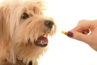 Animal Generic Drug Market Animal Generic Drug Market