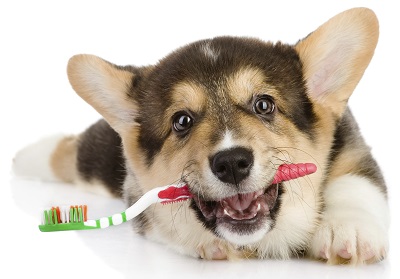 Pet Oral Care Products Market