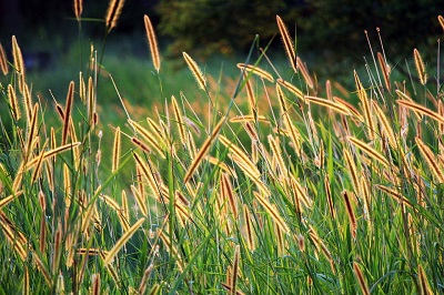 Grass Seed (Forage Seed) Market