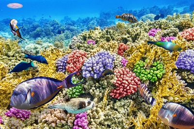 Marine Biotechnology Industry