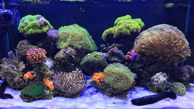 Aquarium decoration