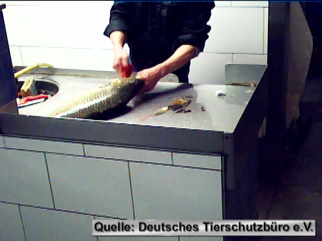 Silvesterkarpfen: Deutsches Tierschutzbüro dokumentiert Tierschutzverstöße im Berliner Fischhandel Silvesterkarpfen: Deutsches Tierschutzbüro dokumentiert Tierschutzverstöße im Berliner Fischhandel
