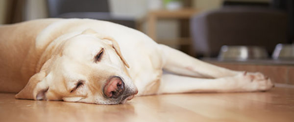 Golden Retriever ist eine beliebte Hunderasse. Golden Retriever ist eine beliebte Hunderasse.