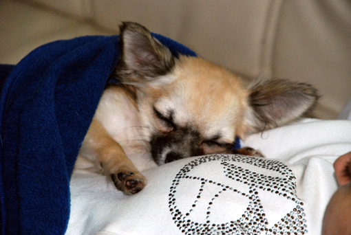 Chihuahua - Chihuahua beim kuscheln