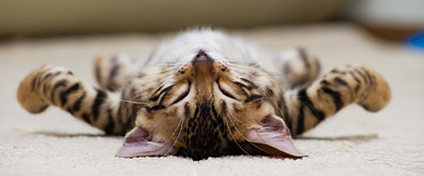 Die beliebtesten Katzennamen 2013.