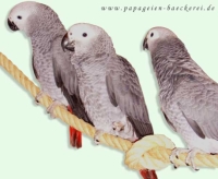 Papageien Papageien