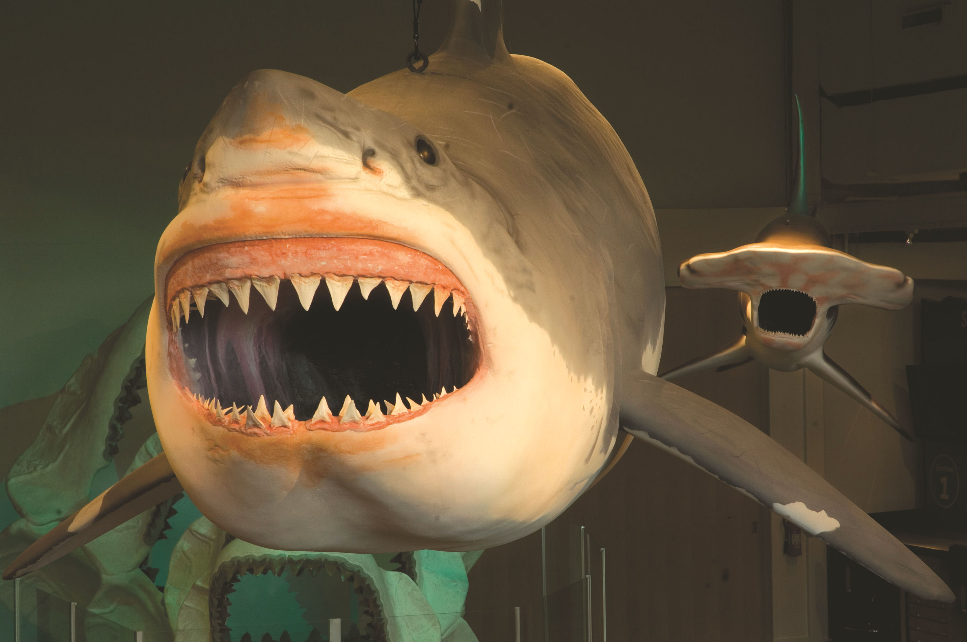 Modell eines Hais der Megalodon-Schau in Rockford