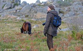 Sabine Bengtsson in Portugal unter Wildpferden Sabine Bengtsson in Portugal unter Wildpferden