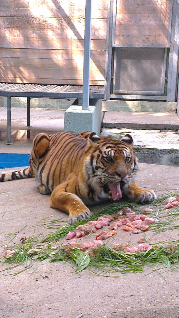 Tiger in der Exotenstation wieder versorgt Tiger in der Exotenstation wieder versorgt