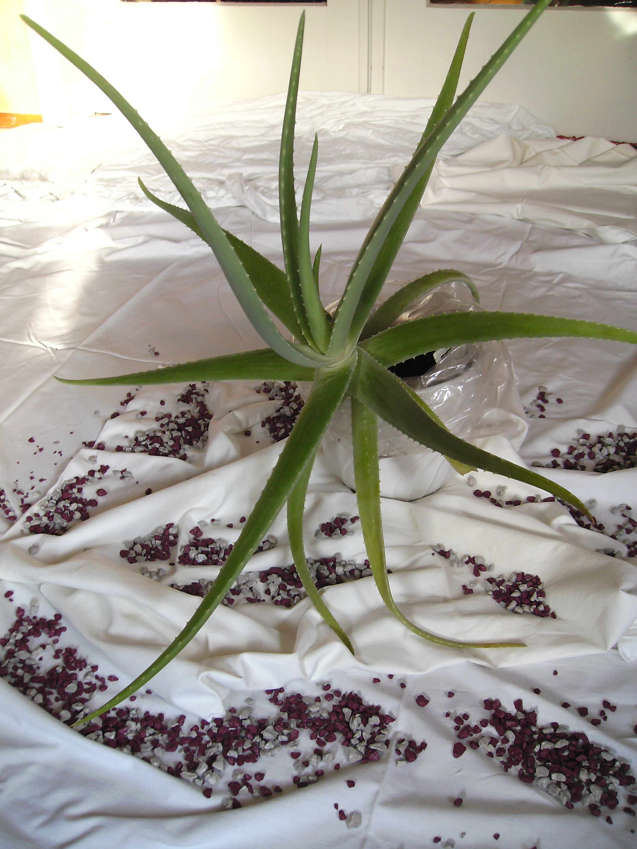 FOREVER Aloe Vera Vertrieb, Markus Brucker