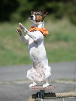 Medien-Profis: Die Trick Dogs touren durch ganz Europa! Medien-Profis: Die Trick Dogs touren durch ganz Europa!
