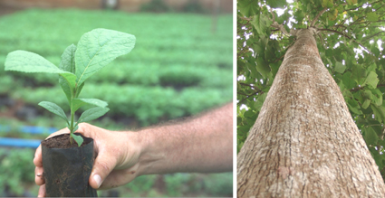 Vom Setzling bis zum ausgewachsenen Teakbaum in nur 20 Jahren. Bild: Life Forestry Vom Setzling bis zum ausgewachsenen Teakbaum in nur 20 Jahren. Bild: Life Forestry