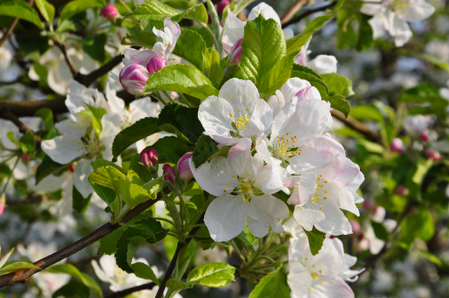 Obstbaumblüte im Meraner Frühling Obstbaumblüte im Meraner Frühling