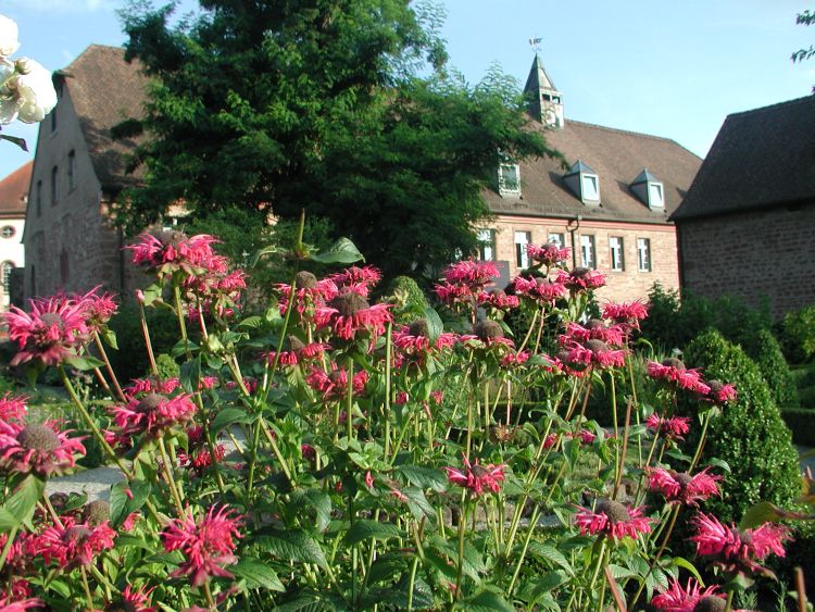 Der Garten des Kloster Hornbach