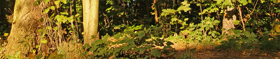 Leipziger Auwald Leipziger Auwald
