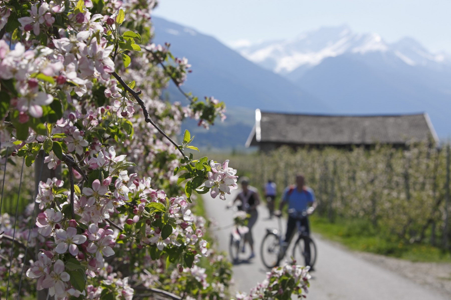 Frühlings-Radtour durch blühende Apfelwiesen ? Frieder Blickle - MGM