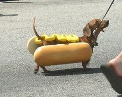 Hunde mögen Fasching nicht Hunde mögen Fasching nicht
