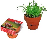 Glänzende Wachstumsaussichten auf Ihrem Schreibtisch oder zu Hause!