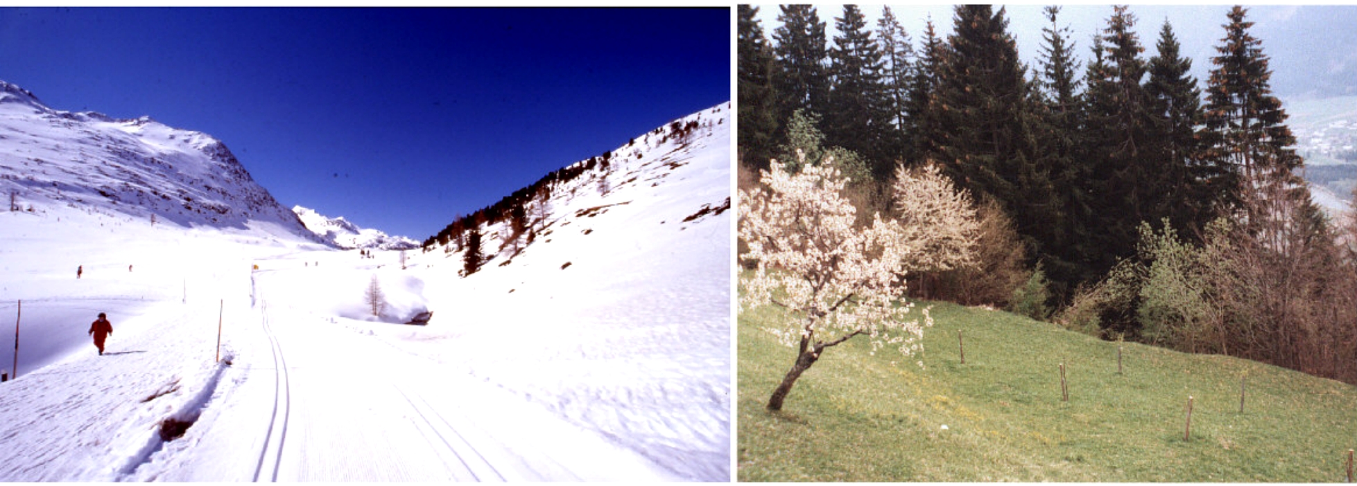 Schön um Ostern - Schnee und Blüte in den Bergen. (presseweller.de) Schön um Ostern - Schnee und Blüte in den Bergen. (presseweller.de)