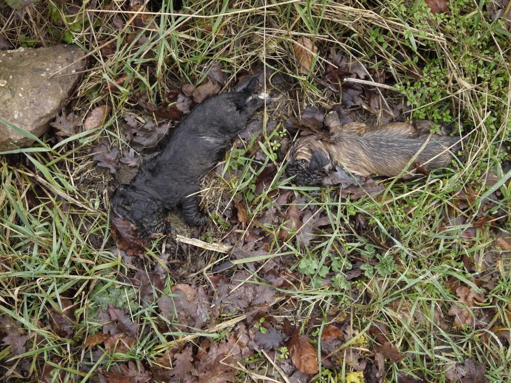 Hundewelpen erschlagen und am Waldrand abgelegt