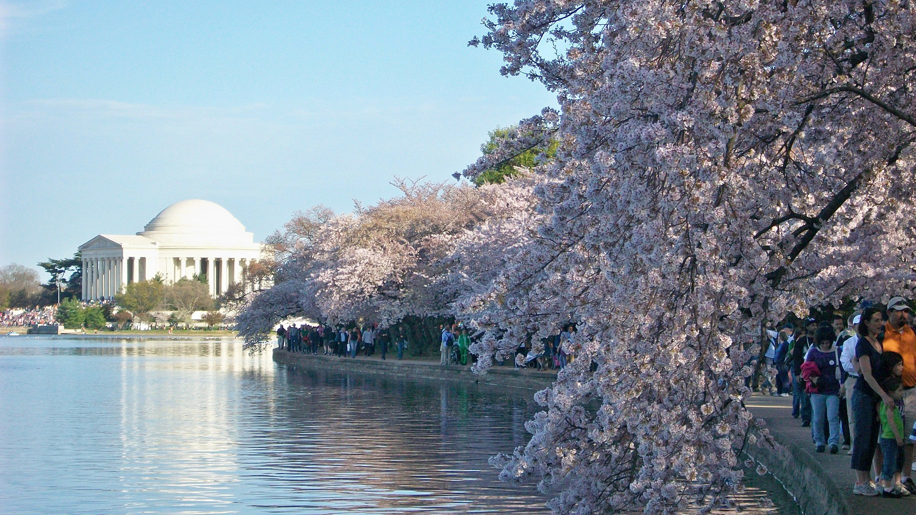 Kirschblüten-Festival in Washington DC Kirschblüten-Festival in Washington DC