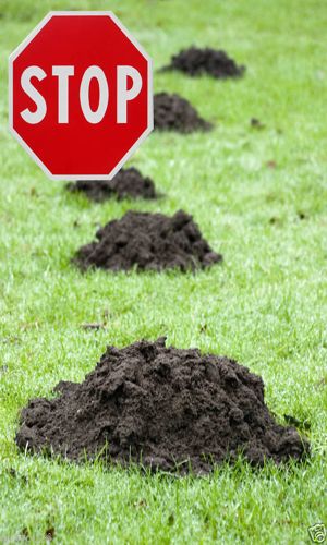Endlich hügelfreier Garten! Endlich hügelfreier Garten!