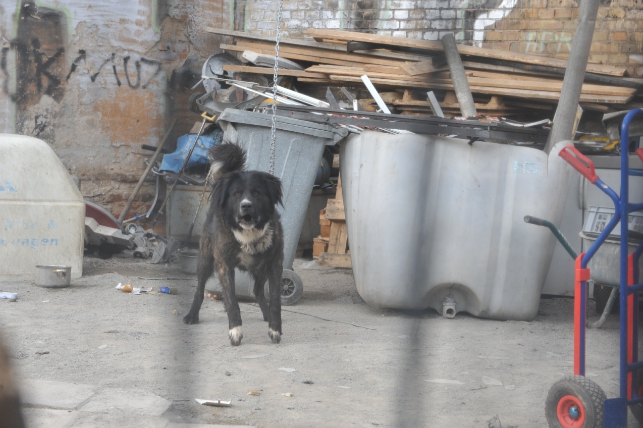 Deutsches Tierschutzbüro befreit ärmsten Hund Magdeburgs von Kette Deutsches Tierschutzbüro befreit ärmsten Hund Magdeburgs von Kette