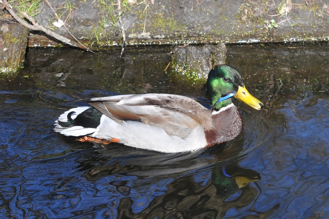 Deutsches Tierschutzbüro rettet Ente Deutsches Tierschutzbüro rettet Ente