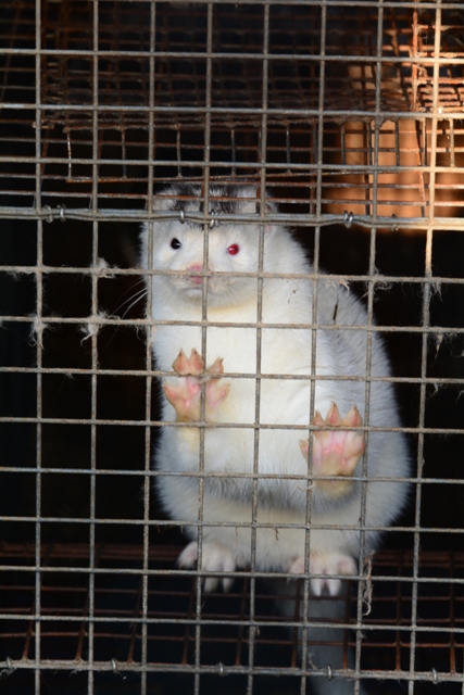 Die letzte Nerzfarm in NRW wird illegal betrieben ? Veterinäramt handelt nicht Die letzte Nerzfarm in NRW wird illegal betrieben ? Veterinäramt handelt nicht