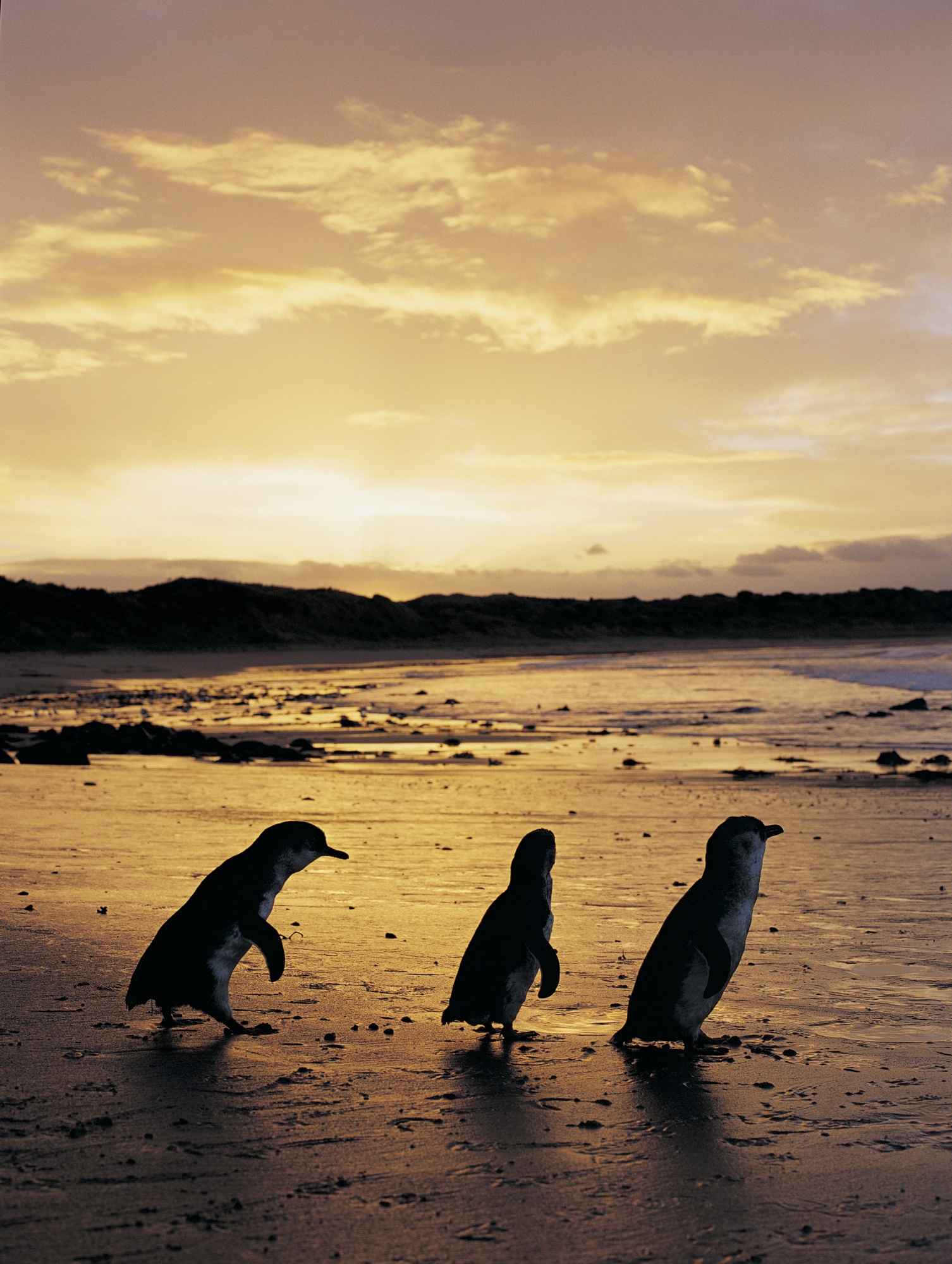 Zwergpinguine auf Phillip Island Zwergpinguine auf Phillip Island
