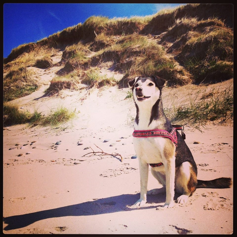 Jetzt kann man Hunde vor dem Urlaub gegen Leishmaniose impfen lassen