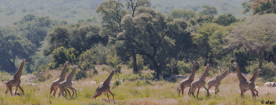 Fotosafari 2014 durch Afrika mit Afari Fotografen - Südafrika, Botswana, Kenia, Namibia, Tansania un