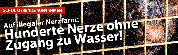 Pelztierzüchterverband versucht offenbar Tierschutzdemonstration zu verhindern Pelztierzüchterverband versucht offenbar Tierschutzdemonstration zu verhindern