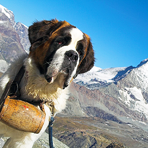 Wandern mit Hund 2014: Hundefreundliche Wanderrouten inkl. Hotels&Ferienhäuser jetzt auf hunde-urlau