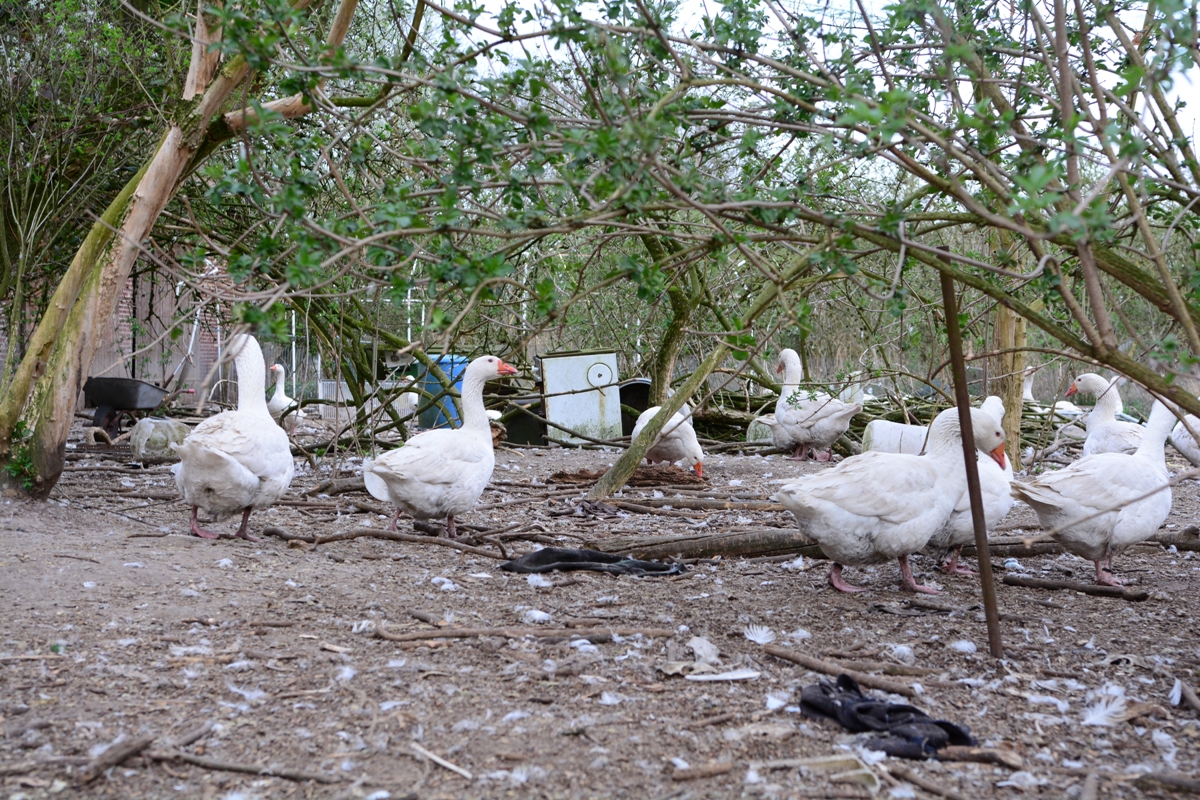 Deutsches Tierschutzbüro: Erschreckendes Tierleid auf Herzebrocker Messihof ? Anzeige erstattet Deutsches Tierschutzbüro: Erschreckendes Tierleid auf Herzebrocker Messihof ? Anzeige erstattet