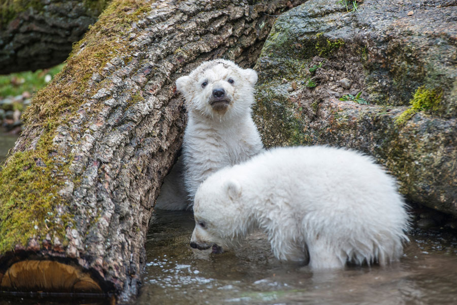 Nobby und seine Schwester Nela im Tierpark Hellabrunn