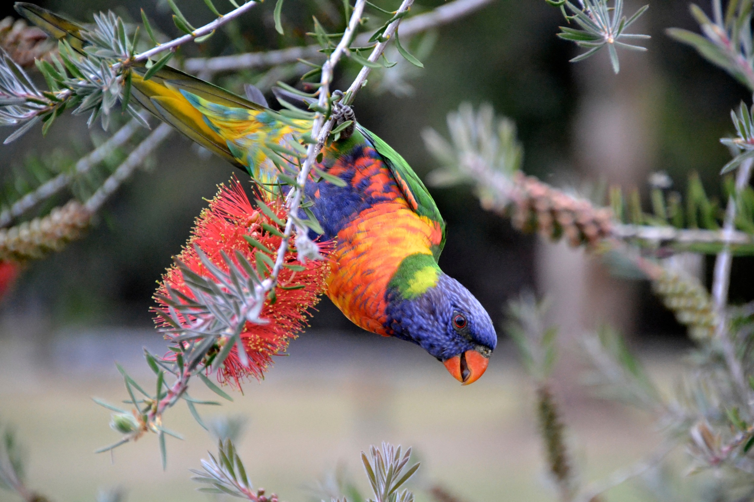 Regenbogen-Loris gehören im australischen Melbourne mit zum Stadtbild.