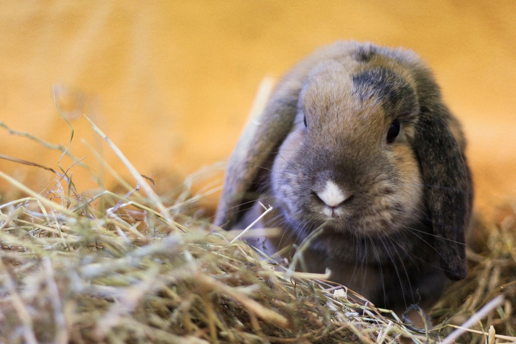 Bund gegen Missbrauch der Tiere appelliert an Verbraucher: Verantwortung für Tiere auch zu Ostern ze