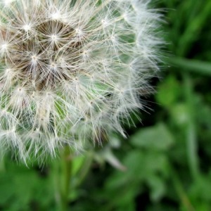 Pusteblumen: Spaßfür Kinder, für viele Allergiker nicht Pusteblumen: Spaßfür Kinder, für viele Allergiker nicht
