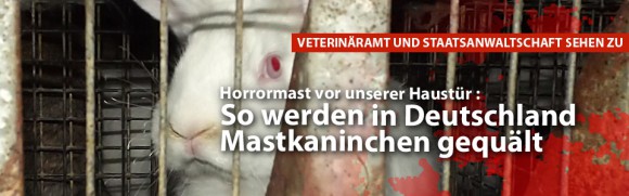 Deutsches Tierschutzbüro deckt Horrormast auf: So leiden Mastkaninchen mitten in Deutschland Deutsches Tierschutzbüro deckt Horrormast auf: So leiden Mastkaninchen mitten in Deutschland